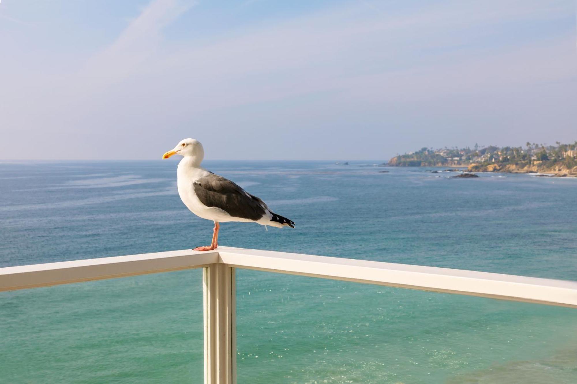 Pacific Edge Hotel Laguna Beach Exterior photo